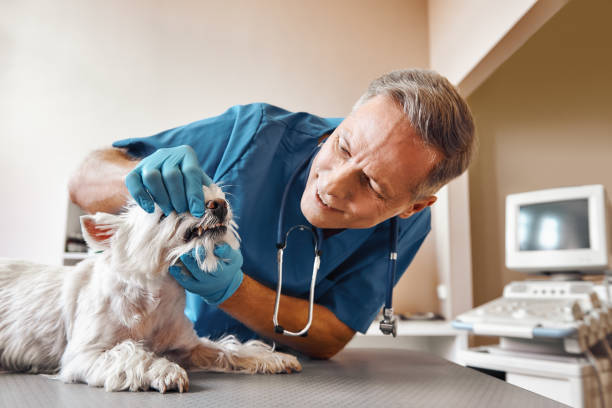Best Urgent Care for Lost Fillings or Crowns in Fairfax Station, VA